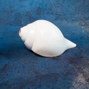 Panchajanya
